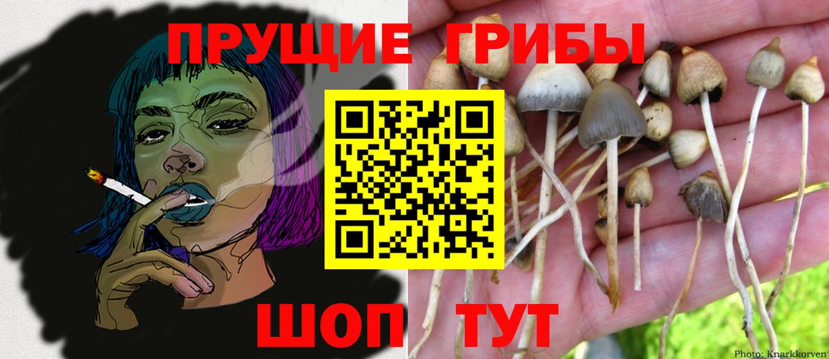 Галлюциногенные грибы Psilocybine cubensis Калач-на-Дону